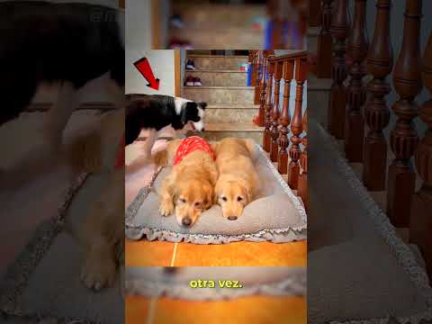 Él NO puede dormir separado 😱🐶