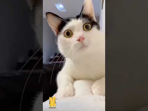 Funny Cat & Cute Kittens724😻 #shorts #kucing #kucinglucu #funny #pet #cat #foryou #viral #viralvideo