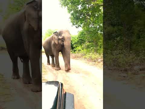 #nadeera #safari #udawalawe #alone #elephant 0776015660