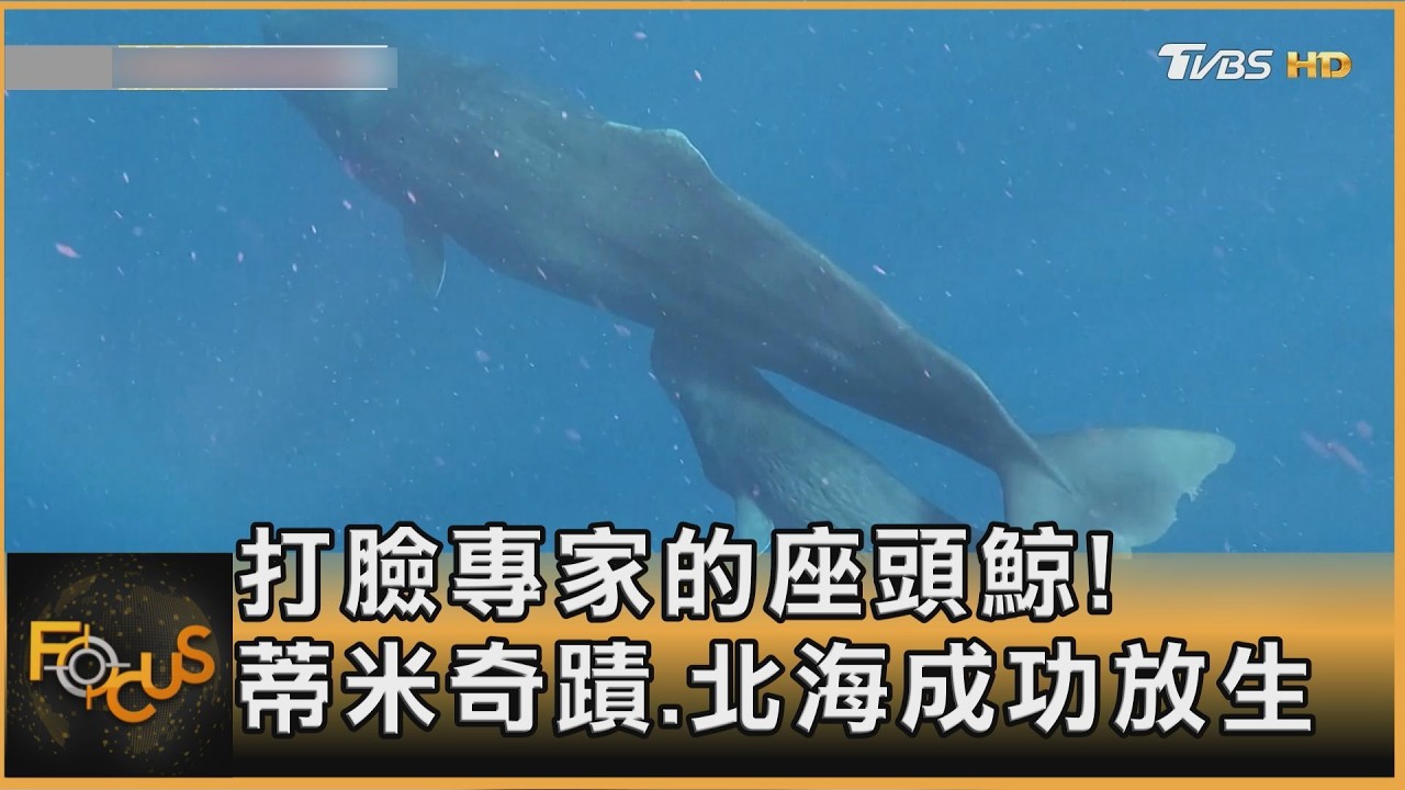 打臉專家的座頭鯨!蒂米奇蹟.北海成功放生