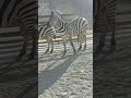 Male Zebra In South Africa Shortvideo Animals Zebra Animalsworld StripedAnimals