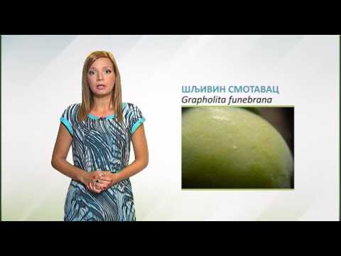 Zelena prognoza, 15.7.2016. - O šljivinom smotavcu