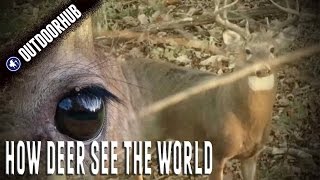 How A Deer’s Eye Really Works