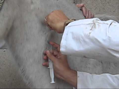 Subcutaneous Injection in Horse