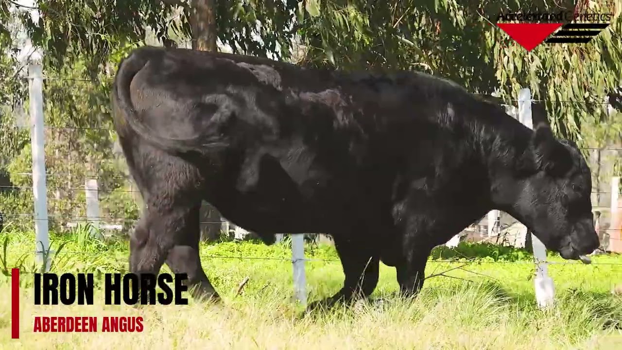 Vídeo IRON HORSE