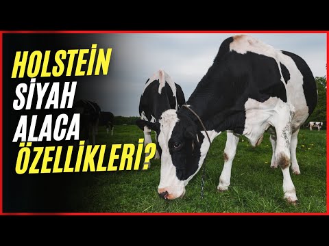 , title : 'Süt İneği Siyah alaca özellikleri | Holstein'