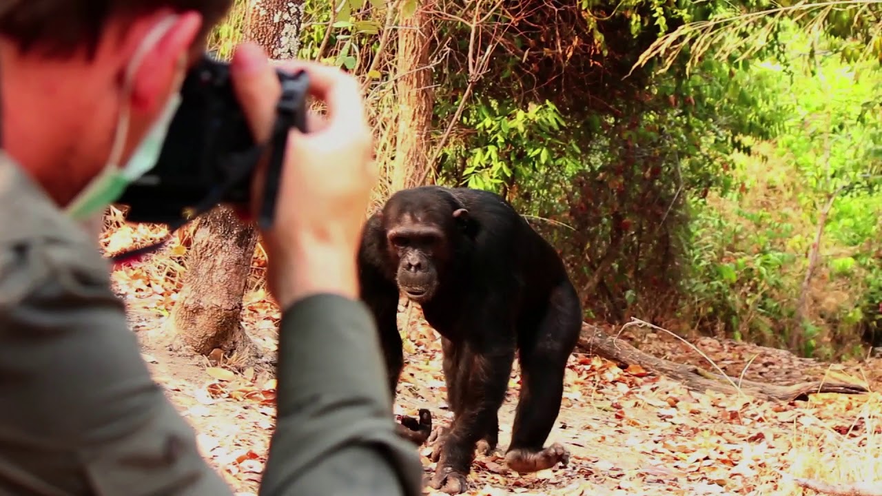 Greystoke Mahale video