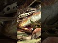 A Snake Catches And Eats A Lizard