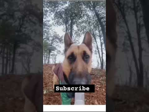 dog vlog 😂😂 #newvlog #new #hashtag #dog #funnyvideo #funny #justforfun #new #youtube