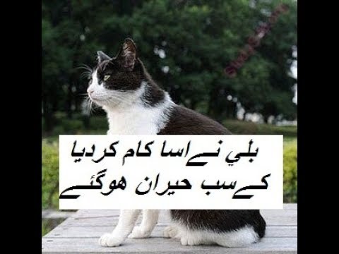 جب قوموں کو شعور آتا ہے تو اُن کے جانور بھی باشعور ہو جاتے ہیں  جانور بھی ریڈ سکنل پر کھڑے ہو جاتے ہ