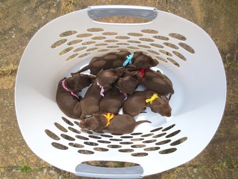 download lagu mp3 mp4 Baby Sausage Dog, download lagu Baby Sausage Dog gratis, unduh video klip Baby Sausage Dog