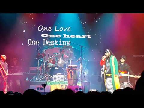 Monkey Roots Teleferico