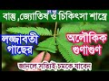 লজ্জাবতী গাছের অলৌকিক গুণাগুন, সংক্ষিপ্ত পরি