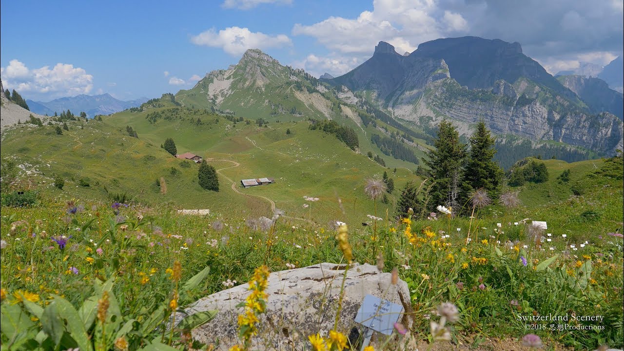 Embark on an immersive virtual exploration of the Schynige Platte Alpine Garden.