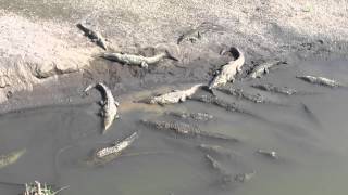 preview picture of video 'Crocodiles in The Tarcoles river in Costa Rica'