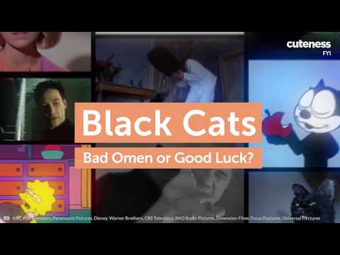 So That's Why Black Cats Are Considered Unlucky?