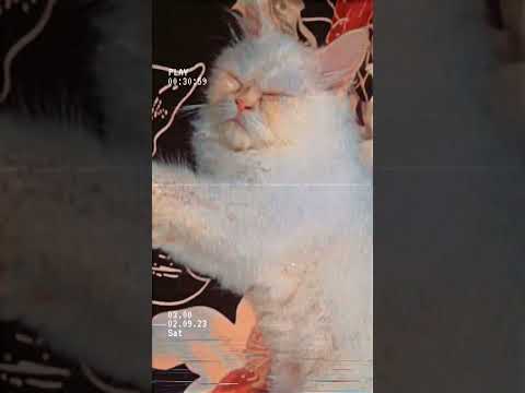 My cute😘 little cat sleeping 🥰😻