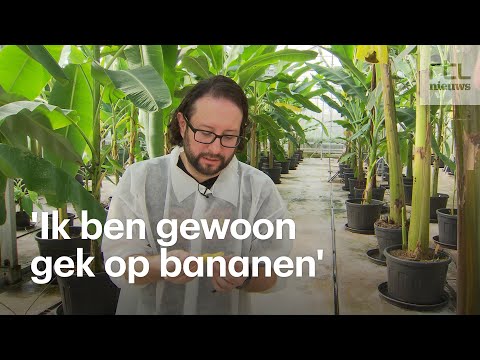 Onze banaan is ziek, en daarom kweekt mr. Banana een superversie