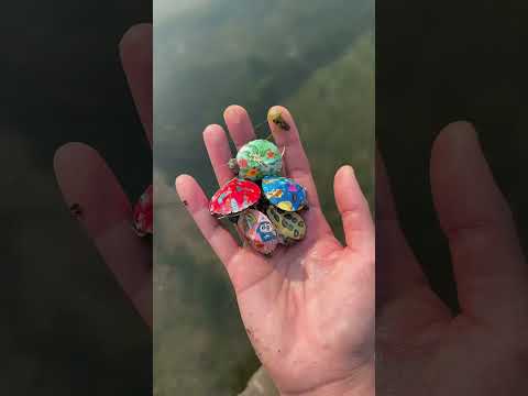 🐢💖 A Mamãe Tartaruga Finalmente Encontrou Seus Filhotes!