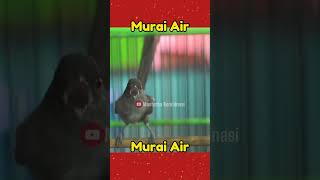Download lagu Masteran murai air‼️ #burung  #masteranburung #muraiair mp3