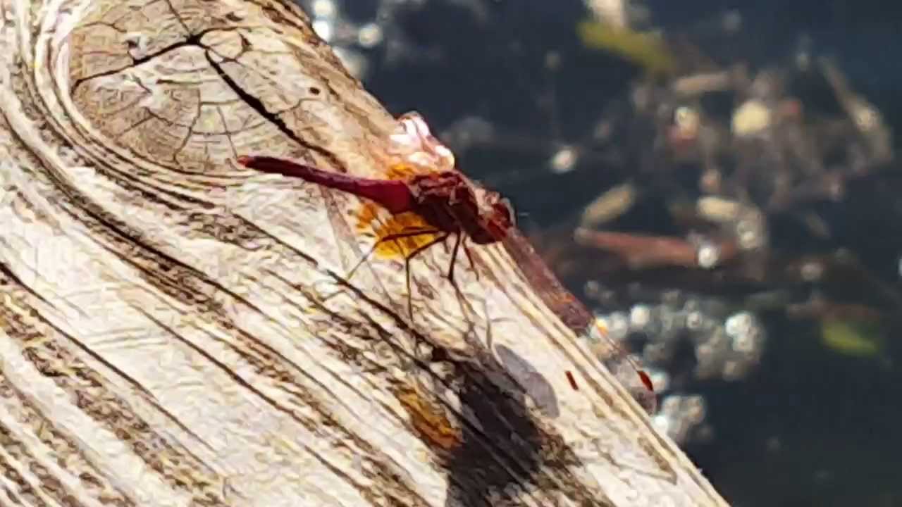 Libellula in red.... :-)