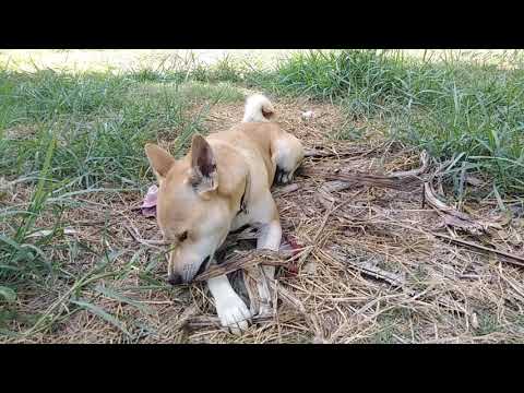 Thai dog activity at garden, Khon Kaen, Thailand