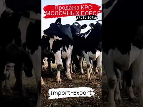 , title : 'Продажа молочных пород КРС. Импорт и Экспорт крупно рогатого скота'