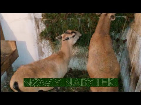 , title : 'Nowy nabytek - owca kamerunska'