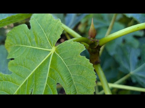 Ausgepflanzte Feigen Rundgang 29.10.2024 Feigenhof.de