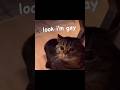 Funny Cat Try Not To Laugh Talking Tom Catlife Funnycat Talkingcat 2024cat Catmemes Shorts
