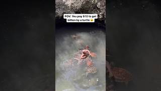 Why the Zanzibar turtles jumped me 😫🐢 #zanzibar #tanzania #travel #turtle