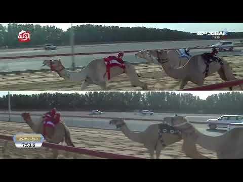 الشوط 8 (تكريم) لـ الشيخ محمد بن ذياب بن سيف آل نهيان 12:38:3 , تاهيل المرموم 2025/11/16 حول زمول 