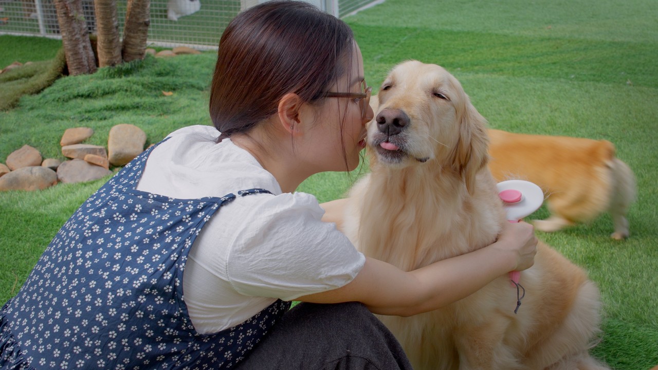 妊娠中のママが久しぶりに戻ってきたら…愛を独り占めしたがるゴールデンレトリバーが可愛すぎた