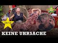Glanzleistung​ ​ ​ SAM überrascht ALLE ​​​ Dschungelcamp 2025 ​
