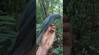 Download lagu Burung awon awon gacor ,@cipungchannel8202 mp3 Download lagu Burung awon awon gacor ,@cipungchannel8202 mp3