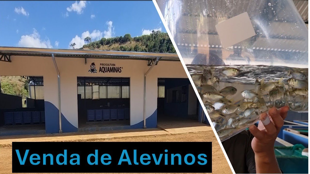 Conheça nossa Área de vendas de Alevinos!!