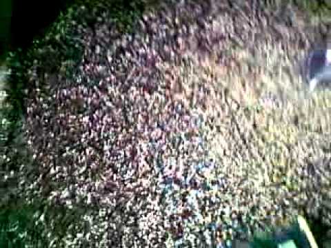 Vorwerk Kobold Modell VK 140 mit Flokatidüse