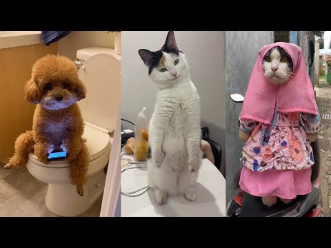 You Can’t Stop Laughing At These Cats 😂 Super Funny Cats Video 2026