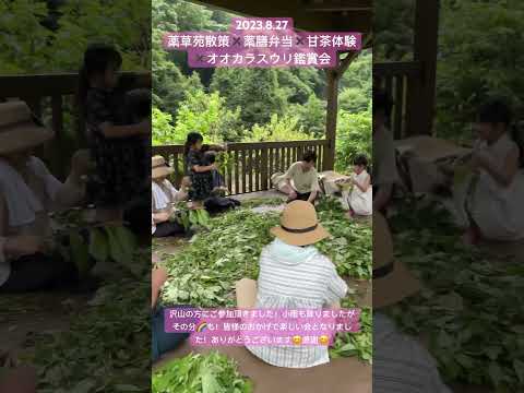 自分自身を癒すための植物が薬用庭園にあります 天然薬局のハーブ