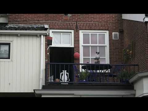 Appingedam: Discover this medieval Dutch town (LIVE Virtual Tour)