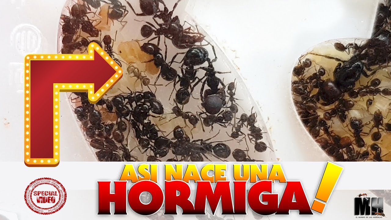 MIRA COMO NACE UNA HORMIGA | VIDEO ESPECIAL  | Messor Barbarus