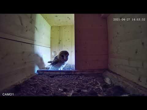 27.4.2021 #42 Schleiereule verjagt Turmfalken. Die Schwanzfedern des Turmfalken sind zu sehen.