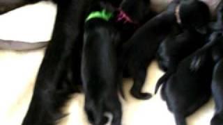 preview picture of video 'Grand Mere Kennels Flat Coated Retriever Puppies.AVI'