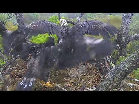 AEF NEFL~Wingersizes and stretching by Gabby & Legacy ~8:51 2021/03/23