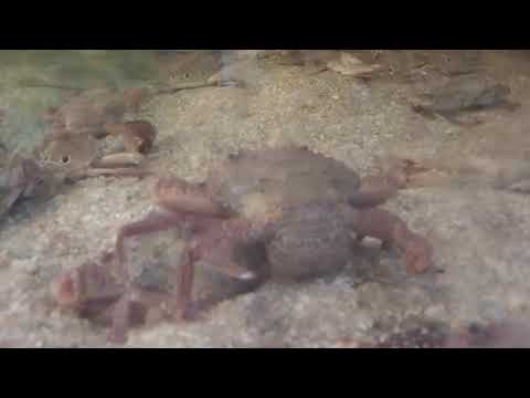 Ghé quán làng chài ở bến tre toàn hải sản tươi sống.