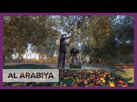 Inside the Saudi olive farm, the largest in the world