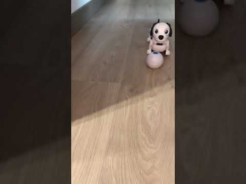 How to play with robo dackel jr.