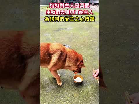 狗狗對主人是真愛，主動把大雞腿讓給主人，為狗狗的愛主之心按讚！