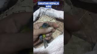 Download lagu Burung sikatan kepala abu#shorts mp3