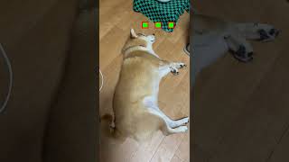てんちゃんを散歩に誘ったのだが…【京の柴犬】てんちゃんネル